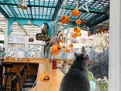 大堂-猫小院猫主题咖啡厅(北锣店)