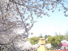 -苏州上方山国家森林公园