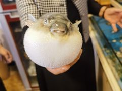 -天正河鲀·河豚亭(大连店)