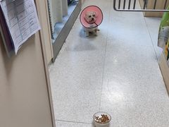 -谐和贝康宠物医院24小时·宠保定点(急重症转诊中心)