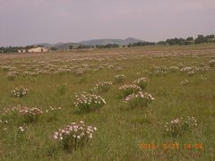 -塞罕坝国家级自然保护区