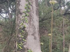 -福道
