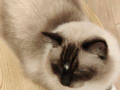 -Let's go狗咖·猫咖·奶狗·桌游(春熙路IFS店)