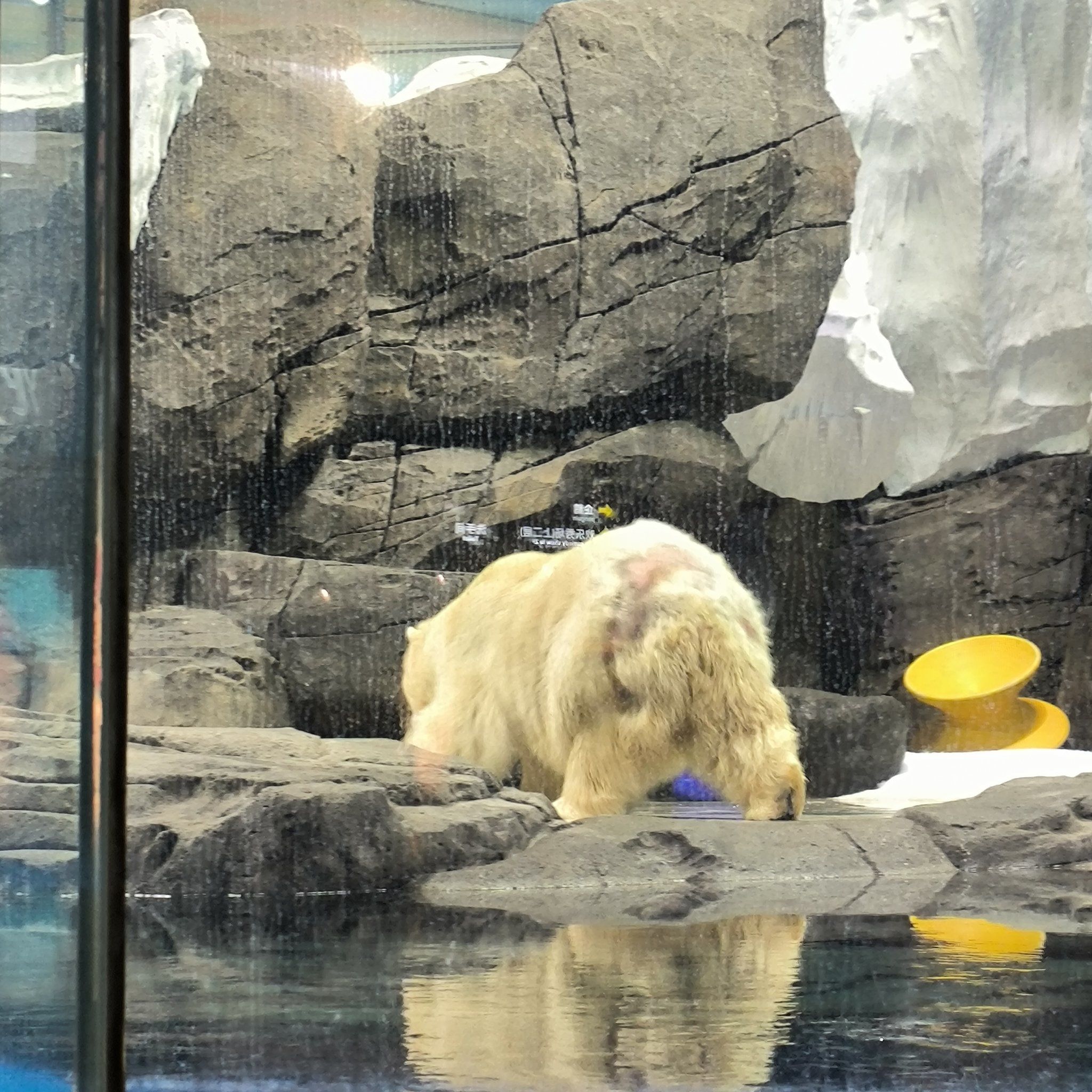 北极熊的屁股秃了