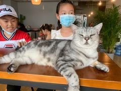 -Cappucimeow猫咪咖啡馆(韦伯时代店)