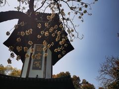 -上海佘山国家森林公园天马山园