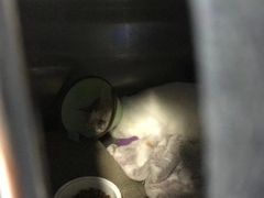 -泰洋动物医院·神经专科·磁共振·CT(天河公园总院)