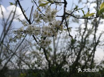 再等两个月，甜甜脆脆的李子就上市了