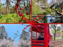 -上海共青森林公园