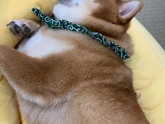 -逗柴咖啡屋·狗咖猫咖宠物桌游