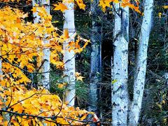 -五营红松林海景区