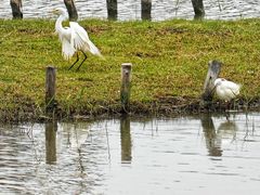 -华侨城湿地公园
