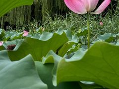 -莲花池公园