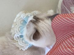 -怪兽屋·羊驼·猫咖·狗咖(俊华广场店)