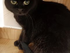 -有喵·猫咖·狗咖·30几只猫10只小狗(岗厦店)