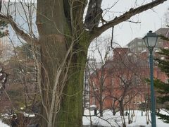 -北海道厅旧本厅舍(旧本庁舎)