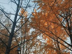 -泰州凤城河风景区-泰山公园