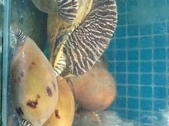 -三亚相缘海鲜·烧烤·糟粕醋(三亚湾店)