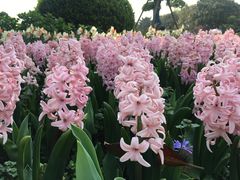 -上海鲜花港