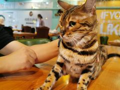 -猫小院猫主题餐厅(三里屯店)