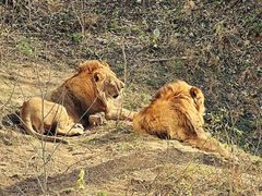 -石家庄市动物园