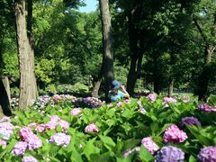 -上海共青森林公园