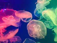 -成都浩海立方海洋公园