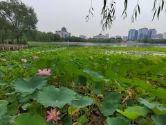 -莲花池公园