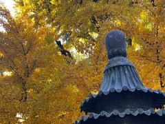 -红螺寺