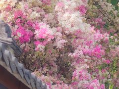 -深圳国际园林花卉博览园