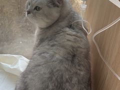 -邢大夫动物医院