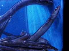 -月下料理(楷林IFC店)