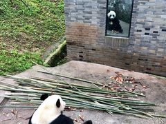 -都江堰中华大熊猫苑