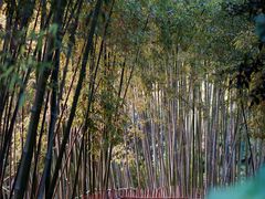 -新虹桥中心花园