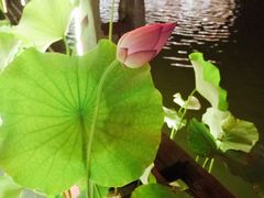 -伴山茶苑·一盏冰茶·半日山居
