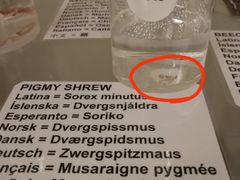 -冰岛阴茎博物馆