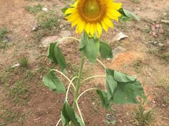 -松山湖梦幻百花洲