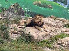 -西霞口神雕山野生动物世界