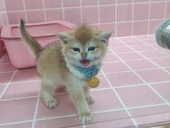 -欣宠猫屋·矮脚拿破仑·蓝金金渐层