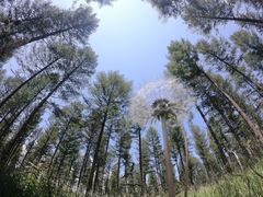 -塞罕坝国家级自然保护区