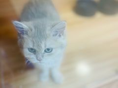 -猫十亿·布偶金渐层·曼基康矮脚猫舍(青年路店)