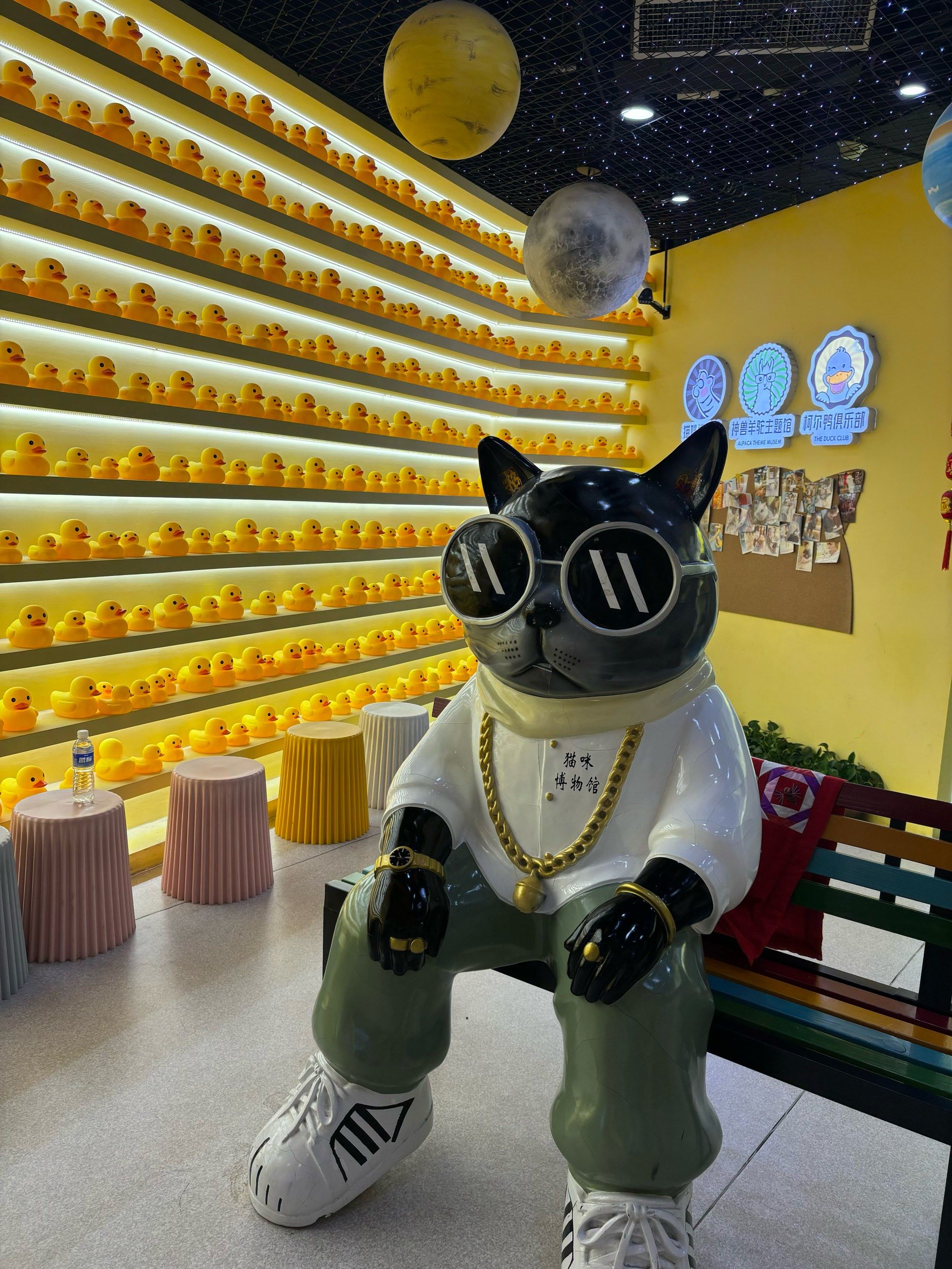 这里居然有个猫咪博物馆