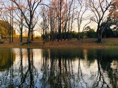 -上海共青森林公园