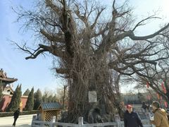 -大槐树寻根祭祖园