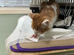 -纳吉亚猫专科动物医院博雅分院