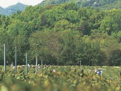 -中国茶叶博物馆(双峰馆区)