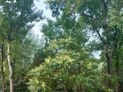 -滨河世纪广场公园