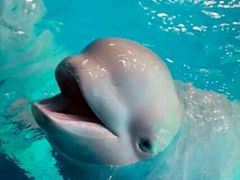 -芜湖新华联大白鲸海洋公园