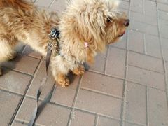 -中环花鸟鱼虫市场