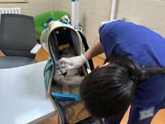 -北京观赏动物医院·24小时大型综合·猫专科·异宠专科